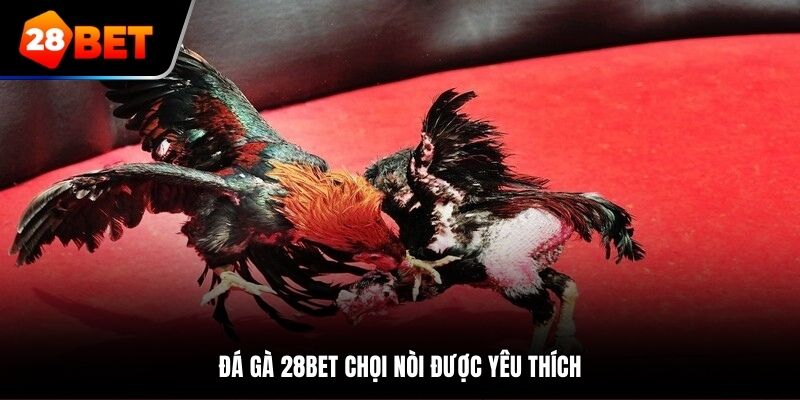 Đá gà 28bet chọi nòi được yêu thích